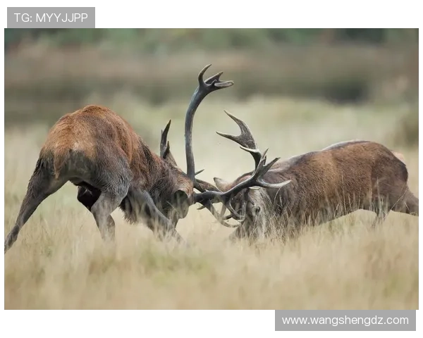 科尔安东尼加盟雄鹿感到无比兴奋期待在热情主场的首秀表现